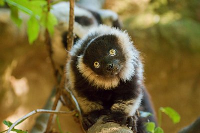 Sobota plná lemuřích radovánek! Den lemurů 17. září 😍