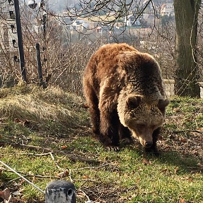 Medvědice na Kladně už přivítaly jaro!